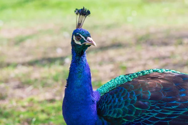 Porträt Eines Bunten Vogels Der Pfau Steht Auf Der Wiese — Stockfoto