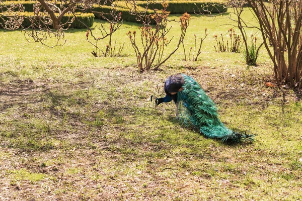 Bunte Pfauenvögel Auf Der Wiese Die Ganze Figur Eines Vogels — Stockfoto