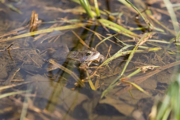 蓝色青蛙 交配时在水里的蓝藻 大自然的野生照片 这张照片有一个很好的防伪标志 青蛙的形象反映在水中 — 图库照片