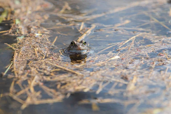 Blauer Frosch Rana Arvalis Zur Paarungszeit Wasser Wildes Foto Aus — Stockfoto