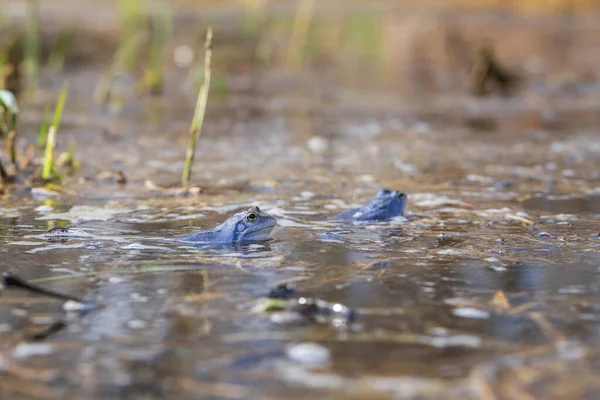 Blue frog - Rana arvalis in water at mating time. Wild photo from nature. The photo has a nice bokeh. The image of a frog is reflected in the water.