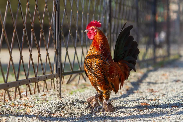 Indah Berwarna Warni Ayam Jantan Kecil Dia Memiliki Sisir Merah Stok Lukisan  