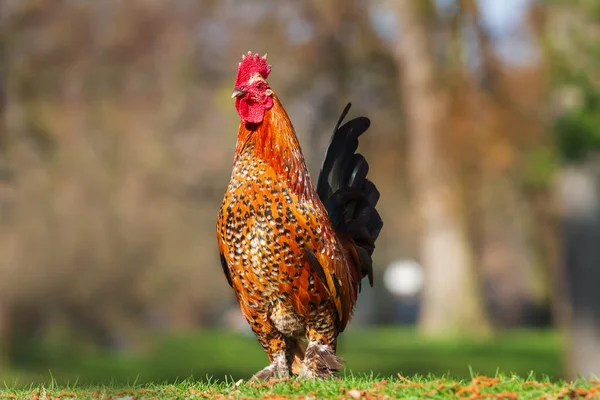 Indah Berwarna Warni Ayam Jantan Kecil Dia Memiliki Sisir Merah Stok Foto Bebas Royalti