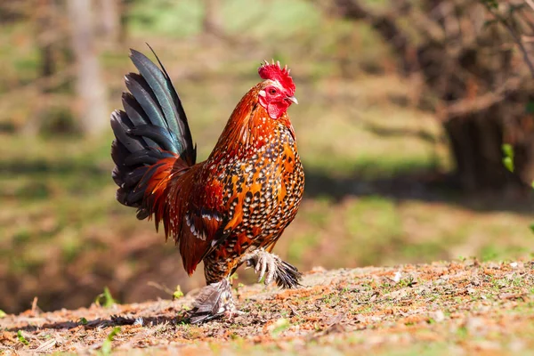Indah Berwarna Warni Ayam Jantan Kecil Dia Memiliki Sisir Merah Stok Gambar