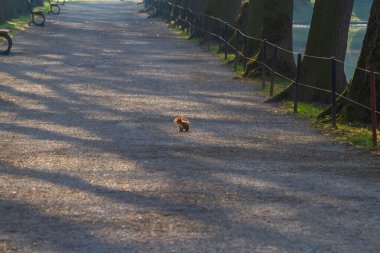 Parktaki patikada küçük kırmızı sincap.