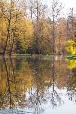 Gölün sakin yüzeyi. Yüzeyin üzerinde bir ağacın dalları vardır. Ağaçlar yüzeye yansıyor..