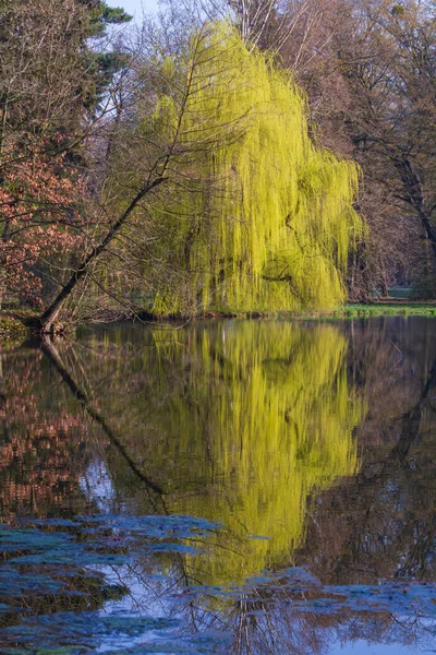 Klidný Povrch Rybníka Nad Povrchem Jsou Větve Vrbového Stromu Stromy — Stock fotografie