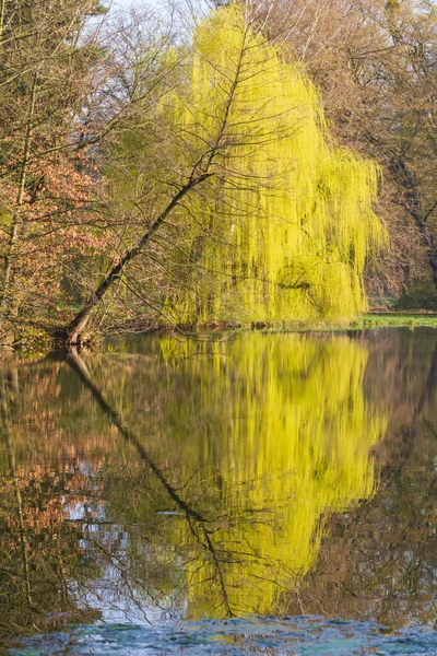 Superficie Calma Dello Stagno Sopra Superficie Sono Rami Del Salice — Foto Stock