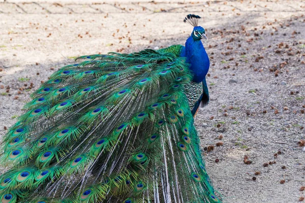 Hermoso Pájaro Pavo Real Colorido Pavo Real Tiene Una Cola — Foto de Stock