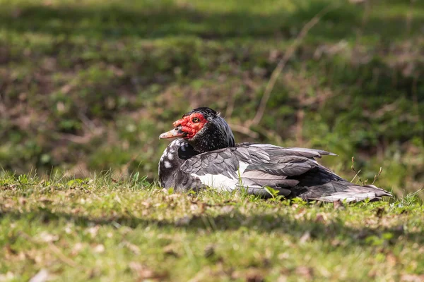 Black and white duck with red edging. The duck is on a green field.