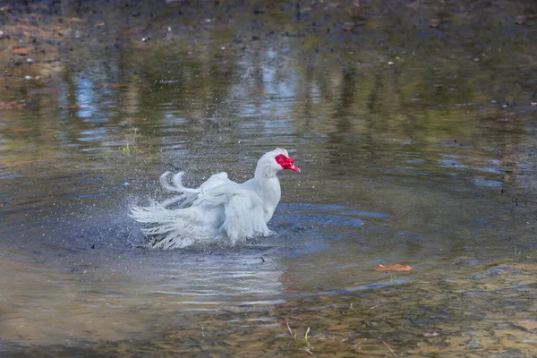 Большая Белая Утка Воде Машет Крыльями Утки Рыжая Голова — стоковое фото