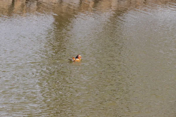 Small Colored Mandarin Duck Swims Water — Stock Photo, Image