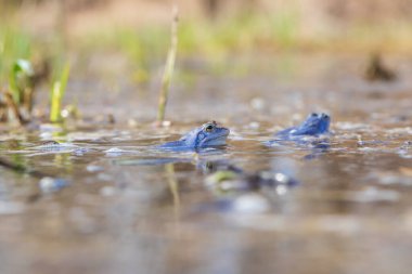 Mavi Kurbağa-Kurbağa Arvalis bir bataklığın yüzeyinde. Vahşi doğanın fotoğrafı..