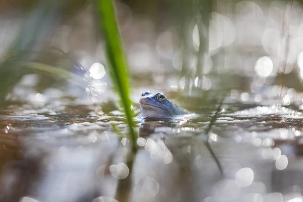 Modrá Žába Žába Arvalis Hladině Bažiny Fotografie Divoké Přírody — Stock fotografie