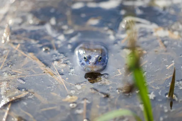 Blauwe Kikker Kikker Arvalis Het Oppervlak Van Een Moeras Foto — Stockfoto