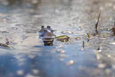 Mavi Kurbağa-Kurbağa Arvalis bir bataklığın yüzeyinde. Vahşi doğanın fotoğrafı..
