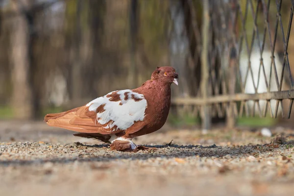 美丽的小鸽子 路上的鸽子牙沙沙作响 — 图库照片