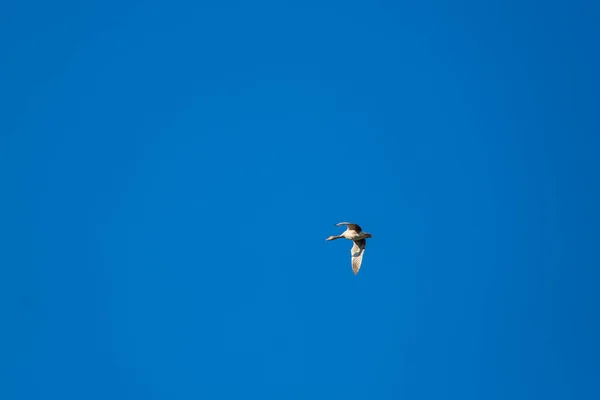 Ganso Grande Con Alas Extendidas Vuela Alto Fondo Cielo Azul — Foto de Stock