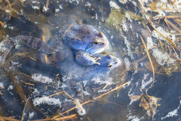 Blue Frog - Frog Arvalis on the surface of a swamp. Photo of wild nature.