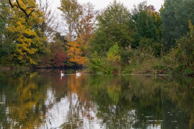 Calm river level on which swans float. There are colorful trees around the water.