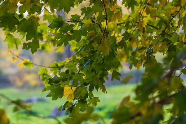 Maple Branches Beautiful Green Leaves Background Blue Sky — Fotografia de Stock