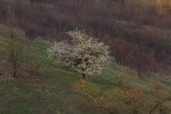 Buschiger Baum Mit Weißen Blüten Auf Der Wiese — Stockfoto