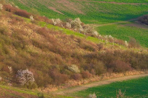 Górski Krajobraz Kwitnącymi Drzewami Ziarno Zaczyna Rosnąć Polach Tocznych — Zdjęcie stockowe