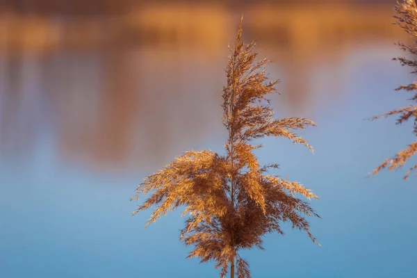 아름다운 배경은 연못의 표면입니다 — 스톡 사진