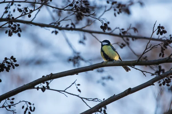 Petit Oiseau Mésange Coloré Assis Dans Les Branches Des Arbres — Photo