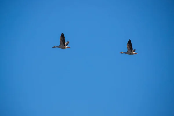 Deux Grandes Oies Volent Affilée Dans Ciel Bleu Sans Nuages — Photo