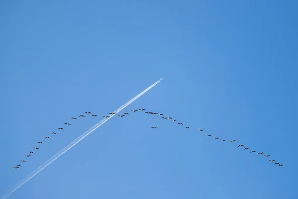 Groupe Grandes Oies Volant Travers Ciel Bleu Gros Avion Ligne — Photo