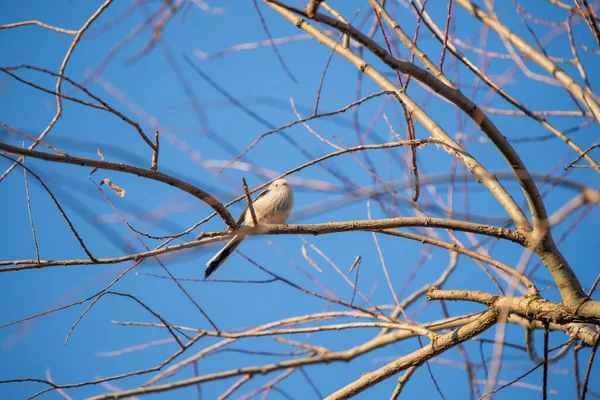 小さな灰色の鳥のミラーは木の枝に座っています 鳥は尾が長い — ストック写真