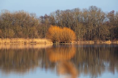 Vrkoc göletinin sakin suları. Arka planda suya yansıyan ağaçlar var. Avrupa 'daki Çek Cumhuriyeti' nin güzel manzarası.