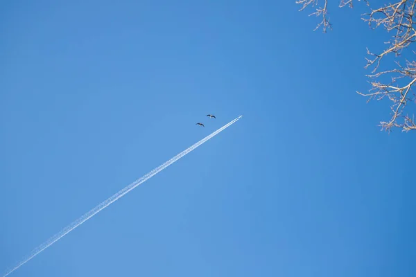 Gros Avion Ligne Vole Dans Les Airs Des Nuages Blancs — Photo