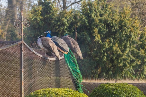 Peacock Két Páva Kerítésen Egy Gyönyörű Kertben — Stock Fotó