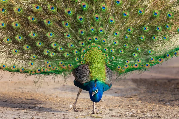 Der Schöne Bunte Pfauenvogel Hat Einen Ausgestreckten Schwanz — Stockfoto