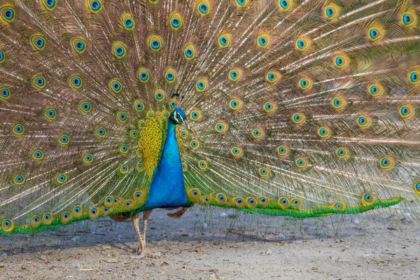 Der Schöne Bunte Pfauenvogel Hat Einen Ausgestreckten Schwanz — Stockfoto