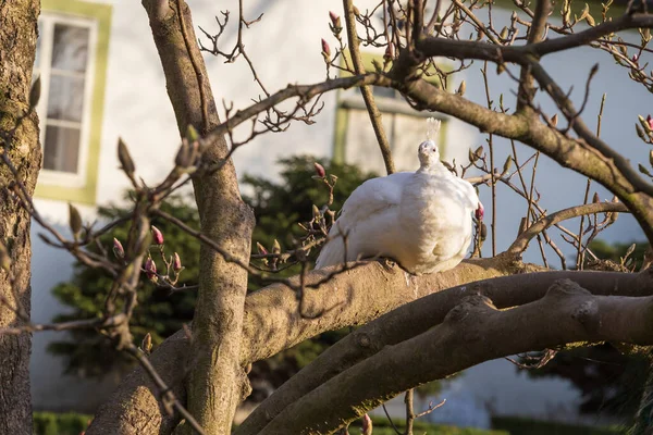 Manolya Ağacında Oturan Beyaz Tavus Kuşu — Stok fotoğraf