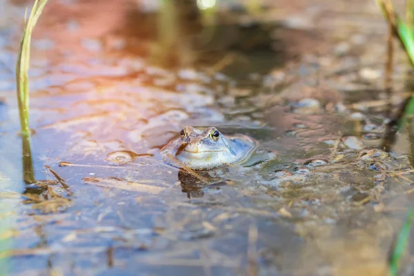 Blue Frog - Frog Arvalis on the surface of a swamp. Photo of wild nature