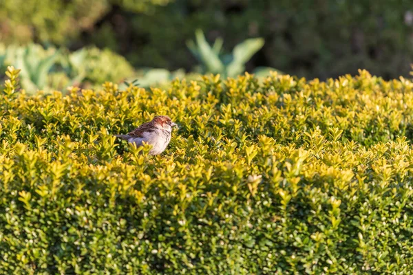 公園の緑の茂みに座っている小さな灰色のスズメの鳥 — ストック写真