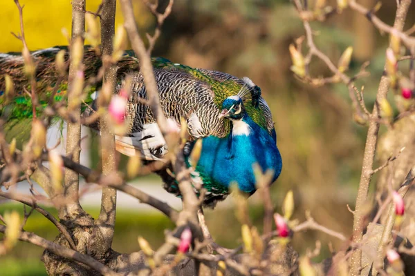 Portrét Barevného Ptáka Páv Louce Pozadí Zelené — Stock fotografie