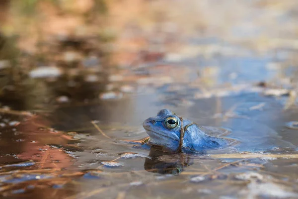 Μπλε Βάτραχος Βάτραχος Arvalis Στην Επιφάνεια Ενός Βάλτου Φωτογραφία Της — Φωτογραφία Αρχείου