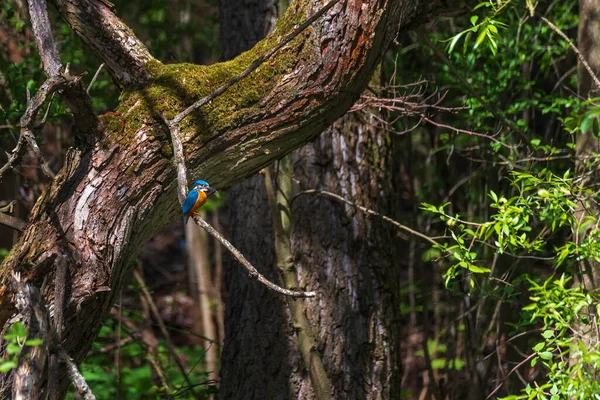 美丽多彩的翠鸟翠鸟坐在树枝上 它的羽毛颜色是蓝色和橙色的 野生照片 — 图库照片