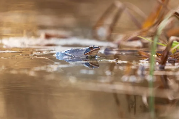 Blue Frog - Frog Arvalis on the surface of a swamp. Photo of wild nature