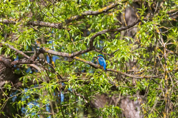 Belo Pássaro Colorido Kingfisher Sentado Galho Árvore Sua Cor Pena — Fotografia de Stock