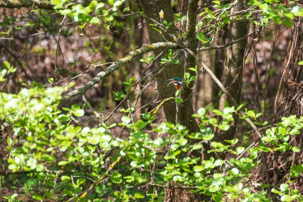 Güzel Renkli Kuş Kingfisher Bir Ağaç Dalında Oturuyor Tüy Rengi — Stok fotoğraf