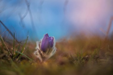 Bahar tarlasında paska çiçekleri. Fotoğraf: Pulsatilla grandis ve güzel bokeh..