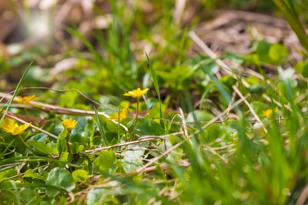 Gelbe Blume Kleine Blüten Grünen Gras — Stockfoto