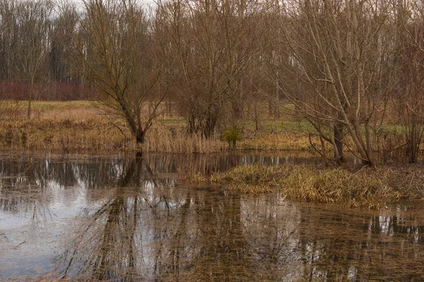 Klidný Povrch Rybníka Vodě Odrážejí Stromy — Stock fotografie