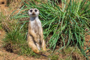 Doğal bir çevrede küçük vahşi bir mirket hayvanı..